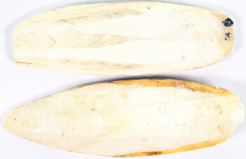 Sepiaschalen 6-8 Inch