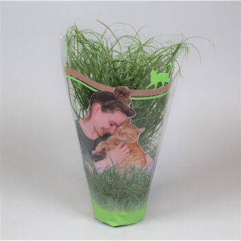 plant voor katten (Kattengras)