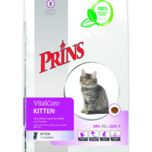 Prins Cat Kitten