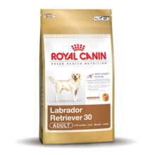 Labrador Retriever 30 Adult
