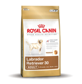 Labrador Retriever 30 Adult