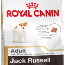 Jack Russel Adult