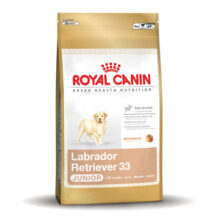 Labrador Retriever 33 Junior