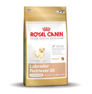 Labrador Retriever 33 Junior