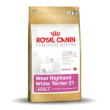 West Highland White Terrier 21 Adult