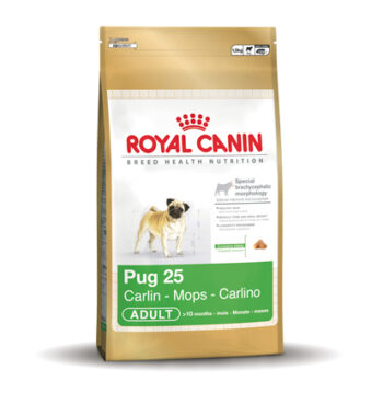 Pug [mopshond] 25 Adult