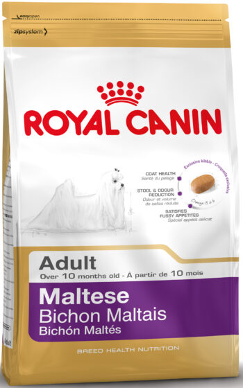 Malteze Adult