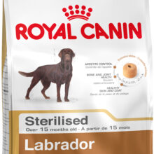 Labrador Retriever Sterilised