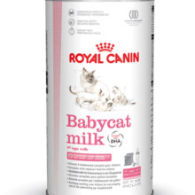FtHN Babycat Milk