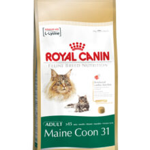 Main Coon 31