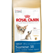 Siamese 38