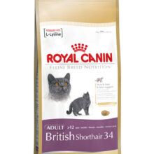 British Shorthair 34