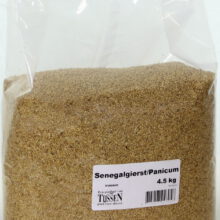 Panicum / Senegalgierst