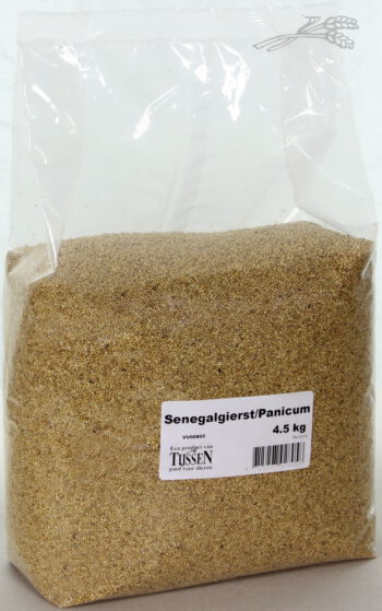 Panicum / Senegalgierst