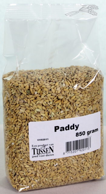 Paddy