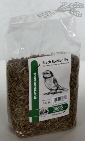 Black Soldier Fly