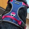 Petlando magnetisch harnas hondentuig ytuig y-tuig navy-fuchsia Hondenpenning.net HETDIER.nl AnimalWebshop omgeving