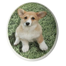 Tegeltje Corgi pup
