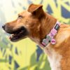 Dierenpenning luxe "Best Friend " Light Blue - Afbeelding 2